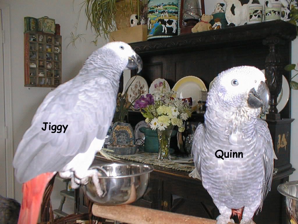 Jiggy-Quinn7copy.jpg