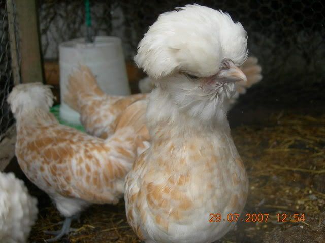 BabyChicks2024.jpg