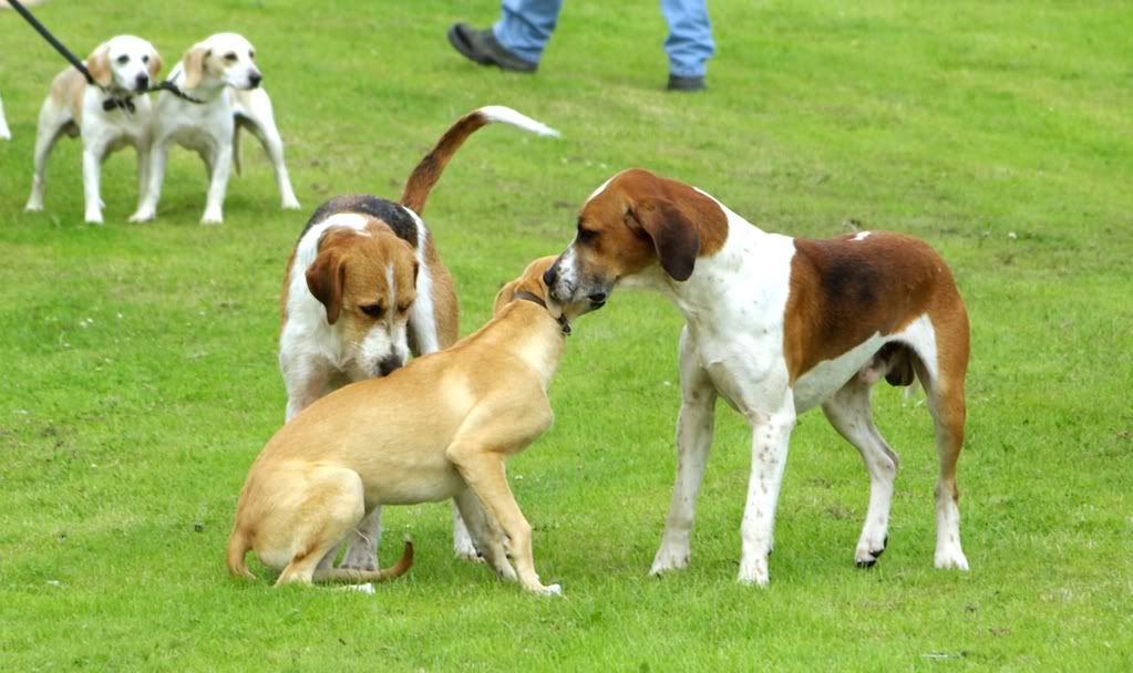 yorkshireshow034.jpg