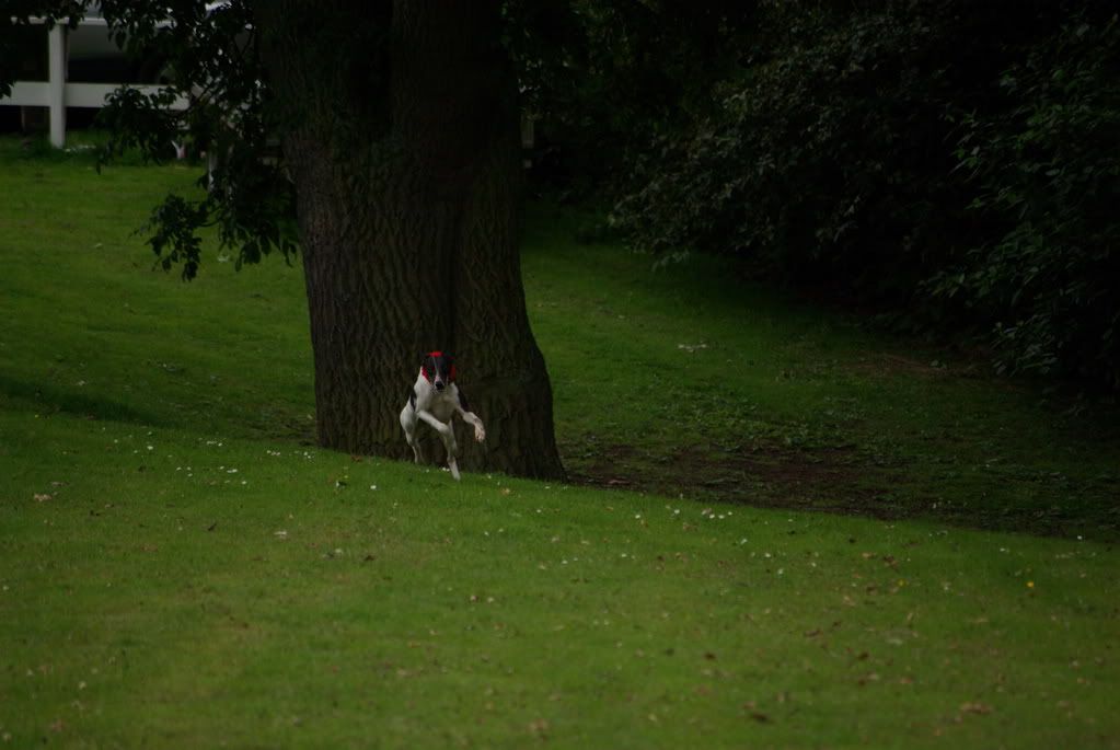 yorkshireshow154.jpg