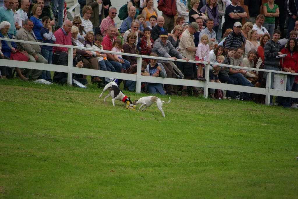 yorkshireshow169.jpg