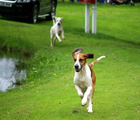 yorkshireshow286.jpg