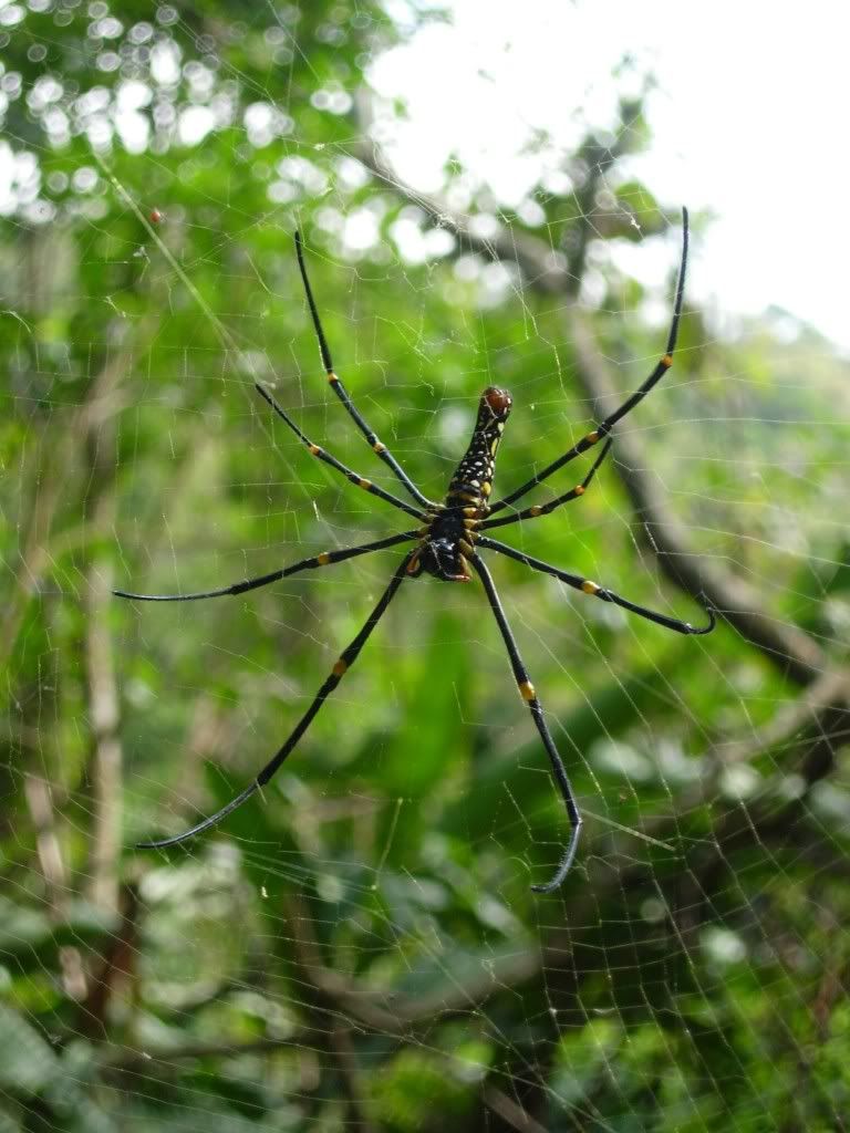 Spider Eat Bird