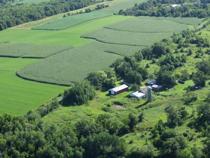 Farm in Trees 