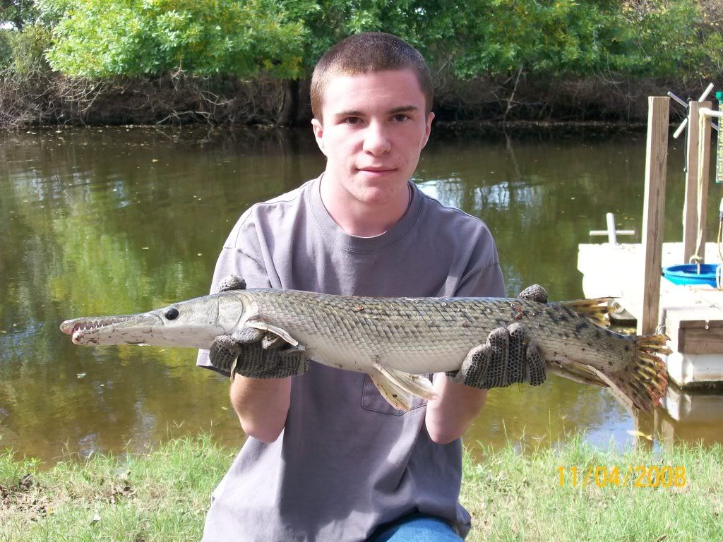 Snaggletooth Lures & Rigs Small Gator Gar caught on a concept lure