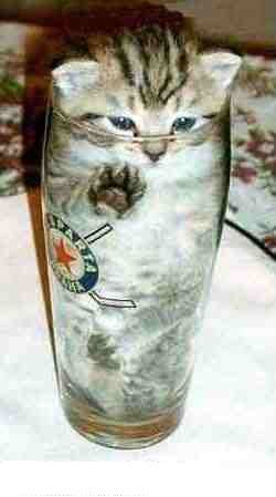 kitten_in_glass.jpg