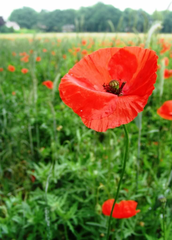 Testamerapap010.jpg Klaproos 01 image by joyceblokland