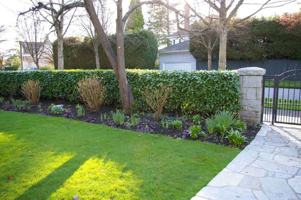 Front Hedge
