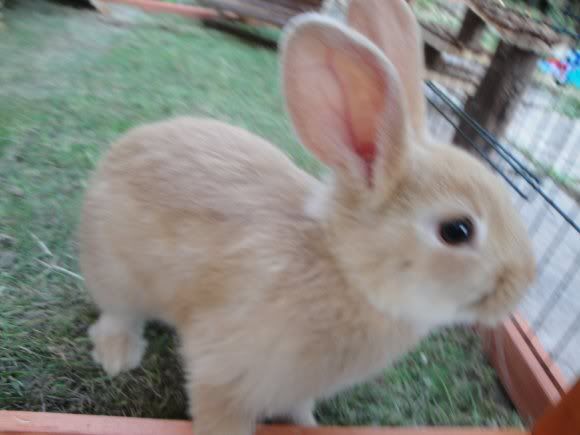 lionhead netherland dwarf