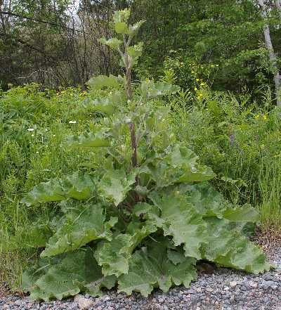 . common plants and their medicinal uses. : Mountain Medicine &amp; Rescue