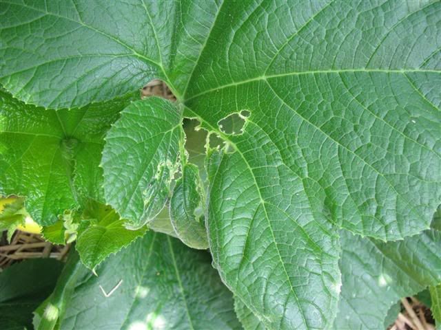 Bugs+Eating+Holes+in+Leaves Sigh...holes in leaves and more bugs - what is this little guy?