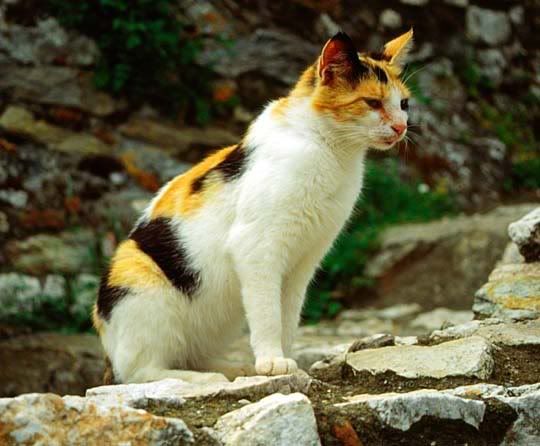 Calico Cat