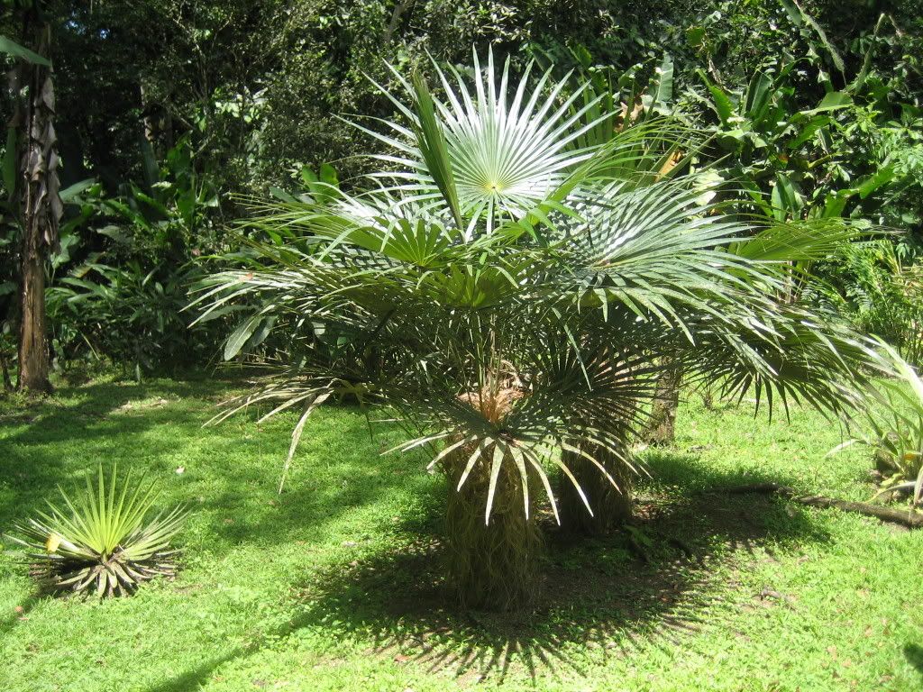 Grandfather Palm Tree ( Extra Rare ) Pictures, Images & Photos