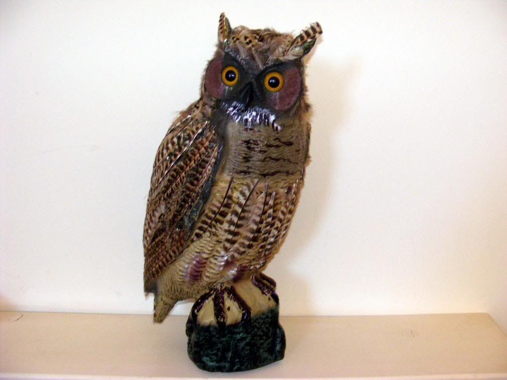 GreatHornedOwlDecoy002.jpg