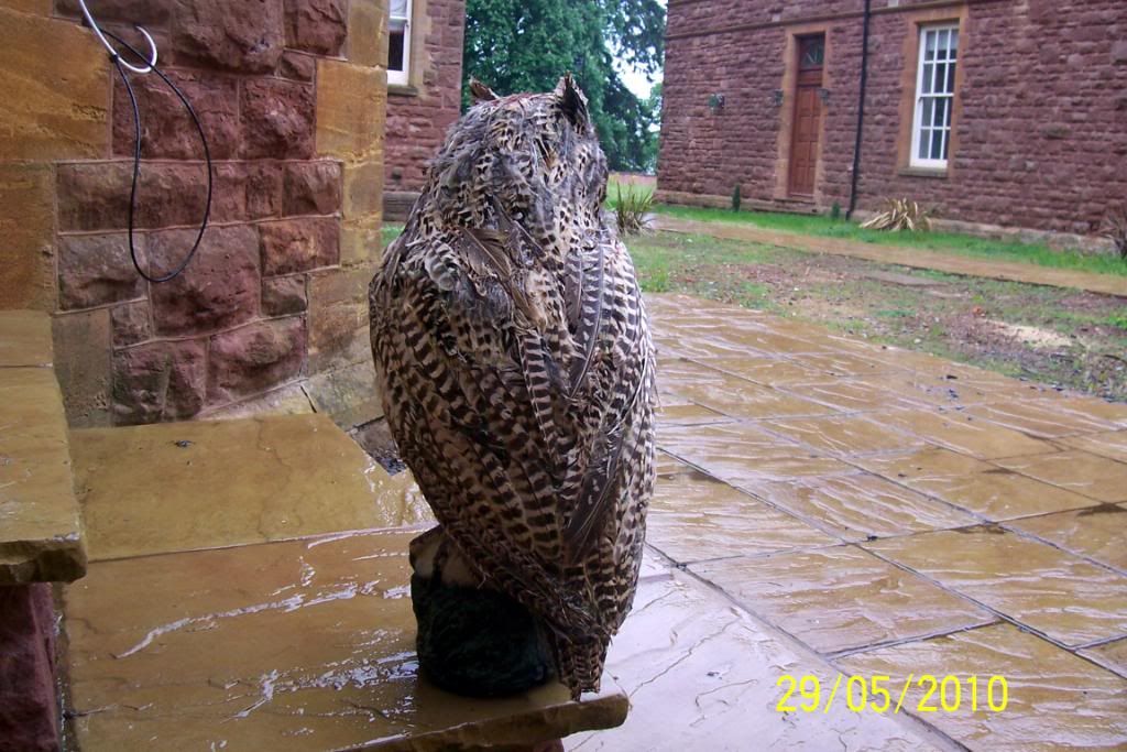 OwldecoyMk2003.jpg