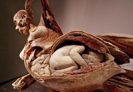 plastination Pictures, Images and Photos