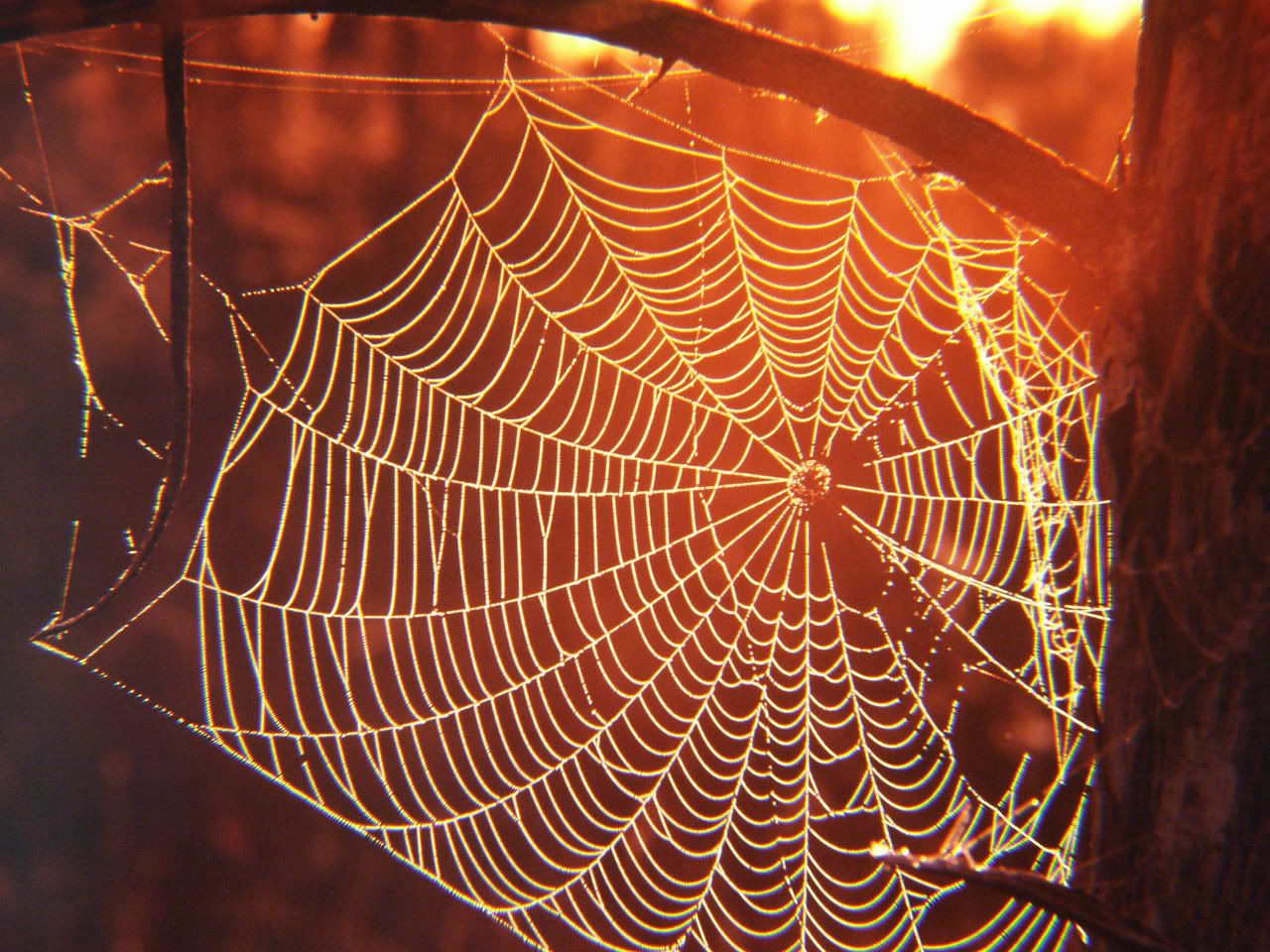 Spider_Web Pictures, Images and Photos