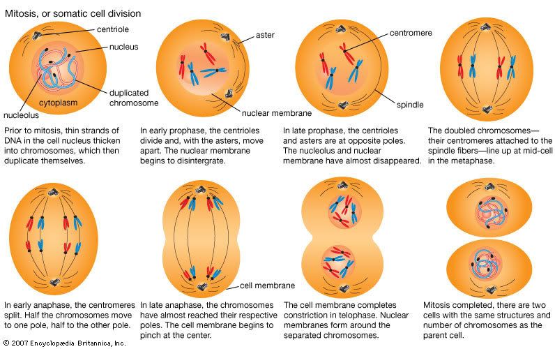 nucleus dividing