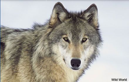 gray wolf photo: Gray Wolf AHP_Photo_wolf.jpg