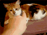 http://i187.photobucket.com/albums/x9/DonutorDoughnut/evilcatanim.gif