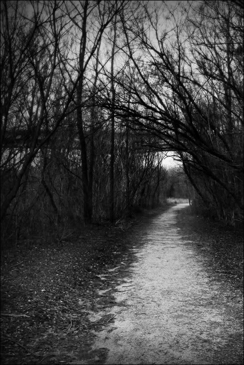 dark path photo: dark forest path 20051221223337_dead20trees20path.jpg