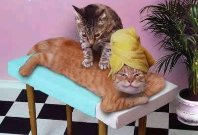 catspa.jpg