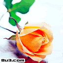 rose1.gif picture by jerryusd