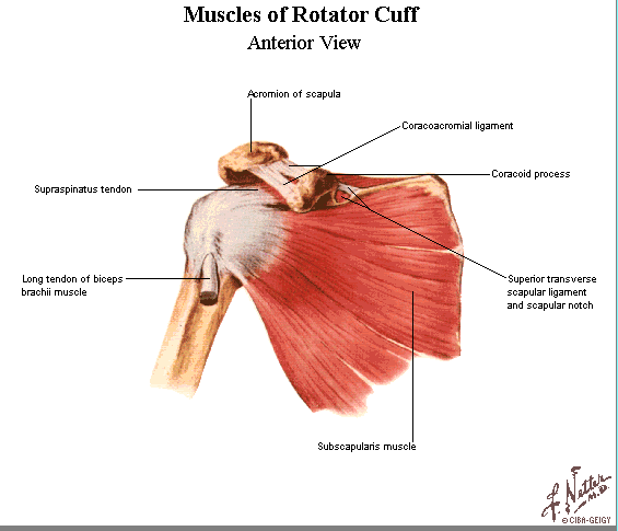 Rotator cuff? - DVD Talk Forum