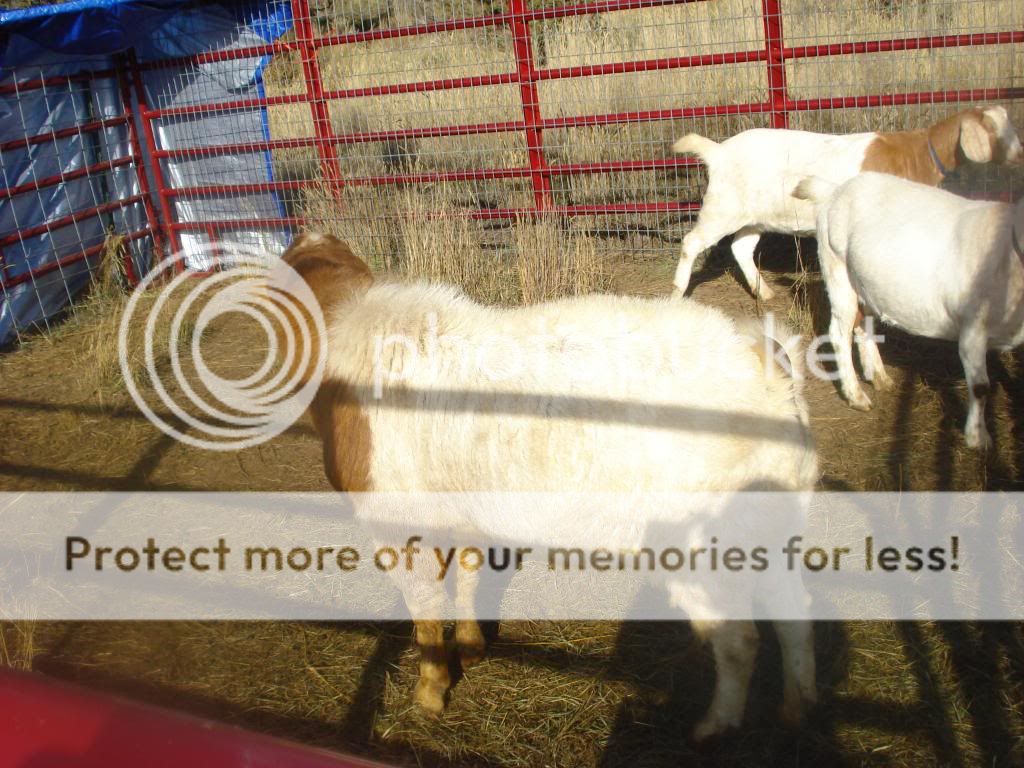 Help Making a Goat Sling | BackYardHerds - Goats, Horses, Sheep, Pigs ...