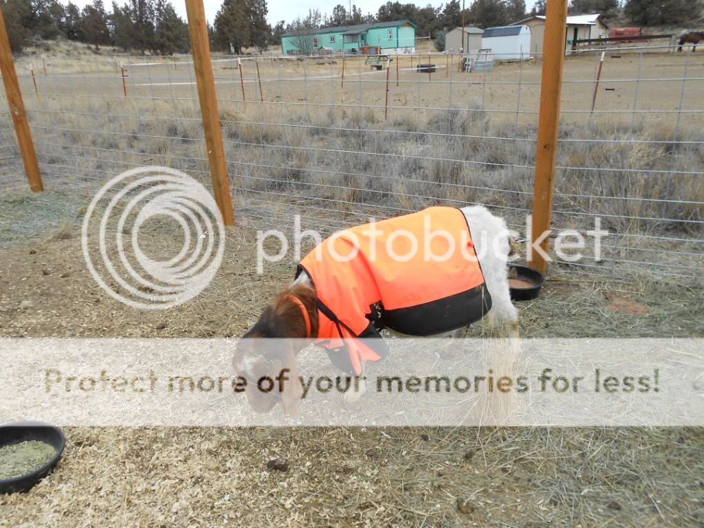 Help Making a Goat Sling | BackYardHerds - Goats, Horses, Sheep, Pigs ...